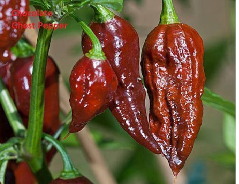 Pepper Seeds MIXED ULTRA HOT Carolina Reaper Ghost Etsy