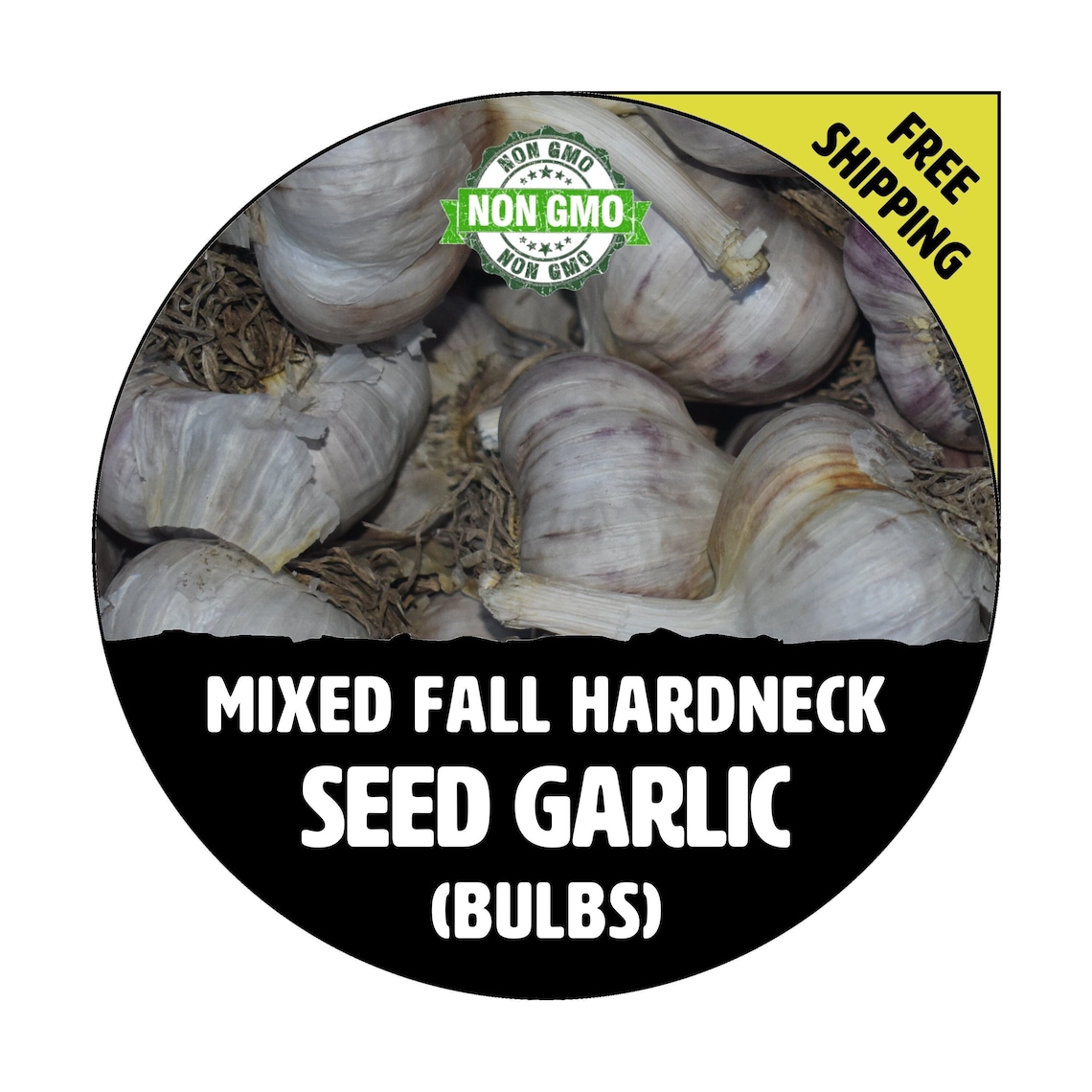 HARDNECK GARLIC (mixed Bulbs) - Non-gmo Heirloom Bulbs, Cloves - Fall