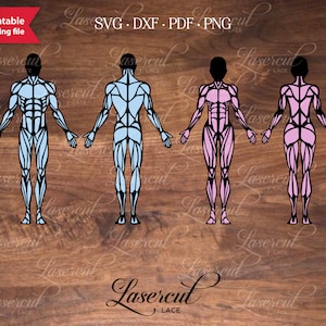 Muskuläre Anatomie SVG, hintere Ansicht von vorne. Frauen & Männer Fitness Training Modell, Muskeln Street Workout, Muskel Körper SVG. Übungsanleitung