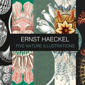 Ernst Haeckel Set of 5 Digital Prints. Scientific Botanical Illustration Wall Art. Printable Botanical Posters for Kids Room