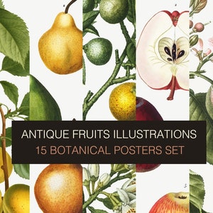 Antique Fruit Botanical Digital prints - set of 15. Vintage Botanical Posters by Pierre-Joseph Redouté. Old illustrations for Kitchen Wall