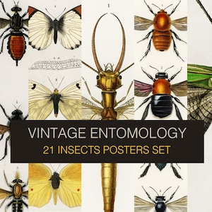 Vintage Entomology DIGITAL prints - set of 21. Antique Insects school chart. Printable Encyclopedia plate. Naturalist Wall Art.