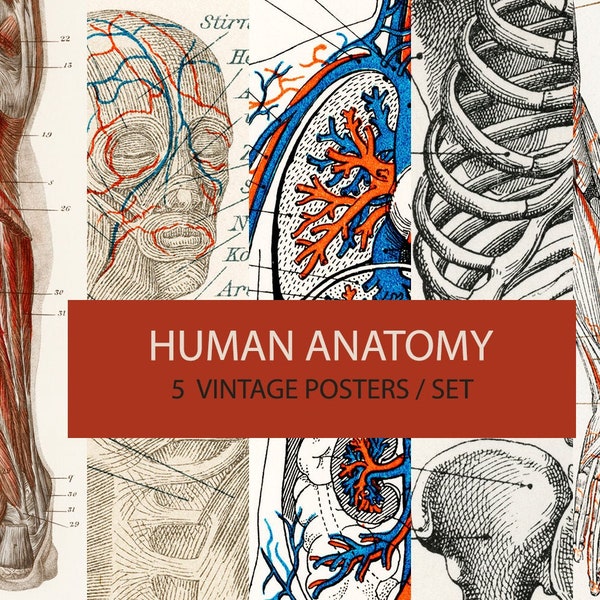 Vintage Human Anatomy posters set- DIGITAL DOWNLOAD. Set of 5 vintage printable Anatomical illustrations. Medical Print.