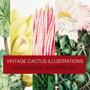 Vintage Cactus Digital drawings. 12 botanic plant and flower illustrations posters. Printable Cactus Succulent Wall Art - Instant Download