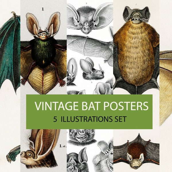 Digital Bat Poster - Set of 5. Vintage bat chart. Vintage Bat Illustration. Spooky Halloween decor. Dark gothic bohemian prints.