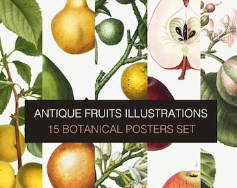 Antique Fruit Botanical Digital prints - set of 15. Vintage Botanical Posters by Pierre-Joseph Redouté. Old illustrations for Kitchen Wall