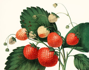 Botanical digital print. Vintage Botanical Flower Print. Strawberry Vintage Illustration Poster. Antique french botanical print decor