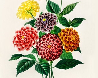 Botanical digital print. Vintage Botanical Flower Print. Vintage Illustration of Dahlia Poster. Antique french botanical print bouquet