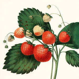 antique french botanical print strawberries illustration digital download