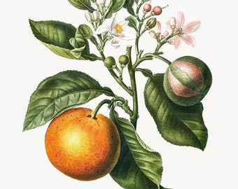 Vintage Bitter Orange Botanical Print, Antique French Citrus (Digital Download)