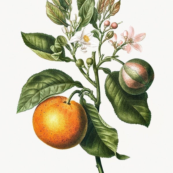 Botanical digital print. Vintage Botanical Flower Print. Bitter orange Flower by Pierre-Joseph Redouté. Antique french Citrus illustration.