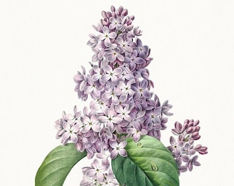 Stampa digitale botanica. Stampa floreale botanica vintage. Fiore lilla di Pierre-Joseph Redouté. Antico fiore illustrazione botanica francese