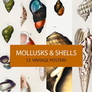 Peut inclure: Douze affiches vintage illustrant divers mollusques et coquillages. Les affiches sont numérotées 2, 5, 6, 9, 10, 12 et 253. Le titre "MOLLUSKS & SHELLS 12 VINTAGE POSTERS" est affiché dans un rectangle brun.