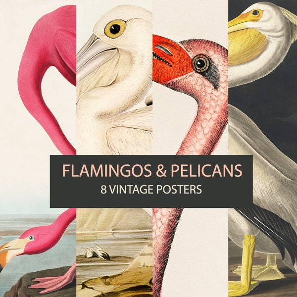 Vintage Flamingo And Pelican images set- DIGITAL DOWNLOAD. Set of 8 vintage printable birds. Pink Flamingo Illustration. Birds Of America.