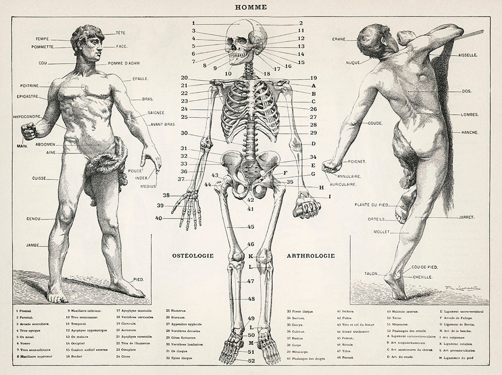 Vintage Human Anatomy Posters Set DIGITAL DOWNLOAD. Set of 5 Vintage Printable Anatomical