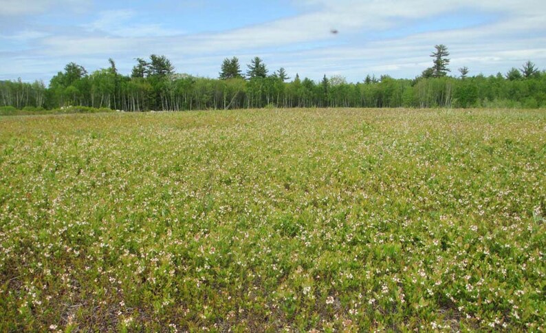Maine wild blueberry jam/wild blueberry jam/jar of image 2