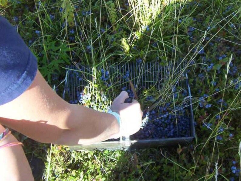 Maine wild blueberry jam/wild blueberry jam/jar of image 3