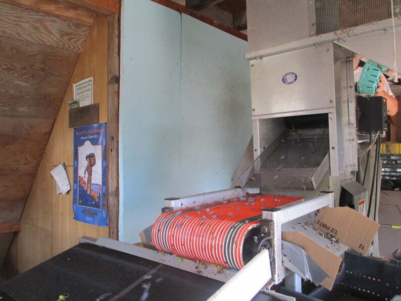 Maine wild blueberry jam/wild blueberry jam/jar of image 5