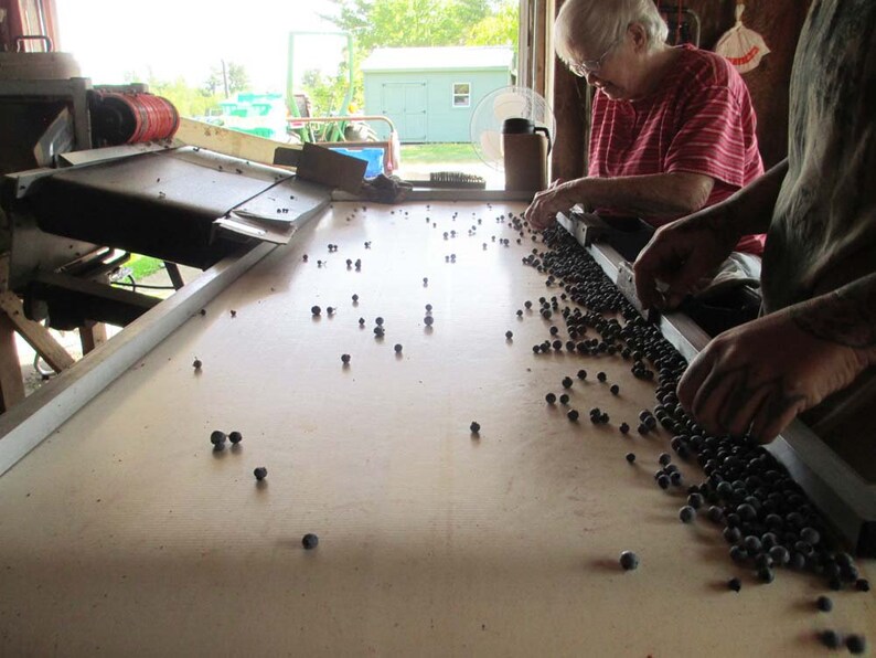 Maine wild blueberry jam/wild blueberry jam/jar of image 6