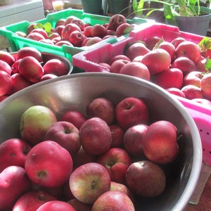 apple butter/fruit butter/old fashioned slow cooked apple butter/homemade apple butter/low sugar apple butter/slow cooked apple butter/apple image 5