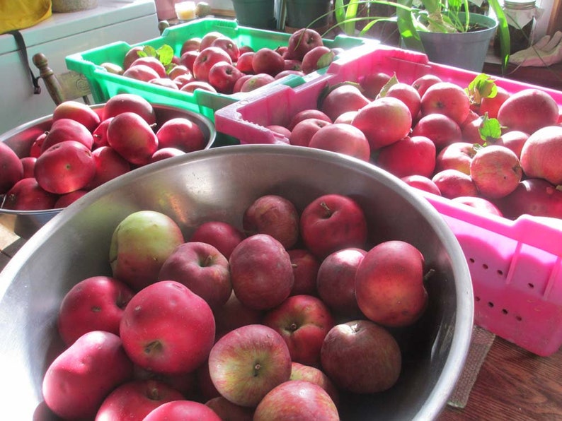 apple butter/fruit butter/old fashioned slow cooked apple butter/homemade apple butter/low sugar apple butter/slow cooked apple butter/apple image 5