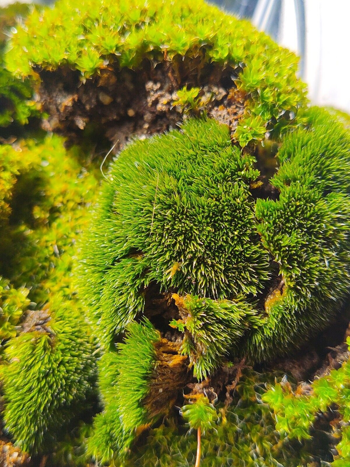 Moss, Fresh Sheet  Cut Floral Greens - Alpha Fern