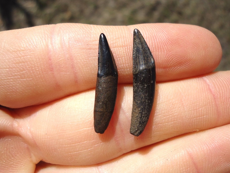 2 Top Quality Prehistoric Fossil Raccoon Canine Teeth Florida | Etsy
