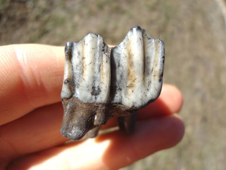 Extinct Camel Molar Tooth Florida Fossils Prehistoric Ice Age Etsy