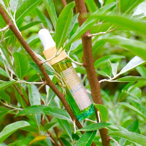 May include: A green serum bottle with a white dropper and a tan cap, nestled among green leaves and brown branches. The bottle has a label with text. The background is blurred, emphasizing the product.