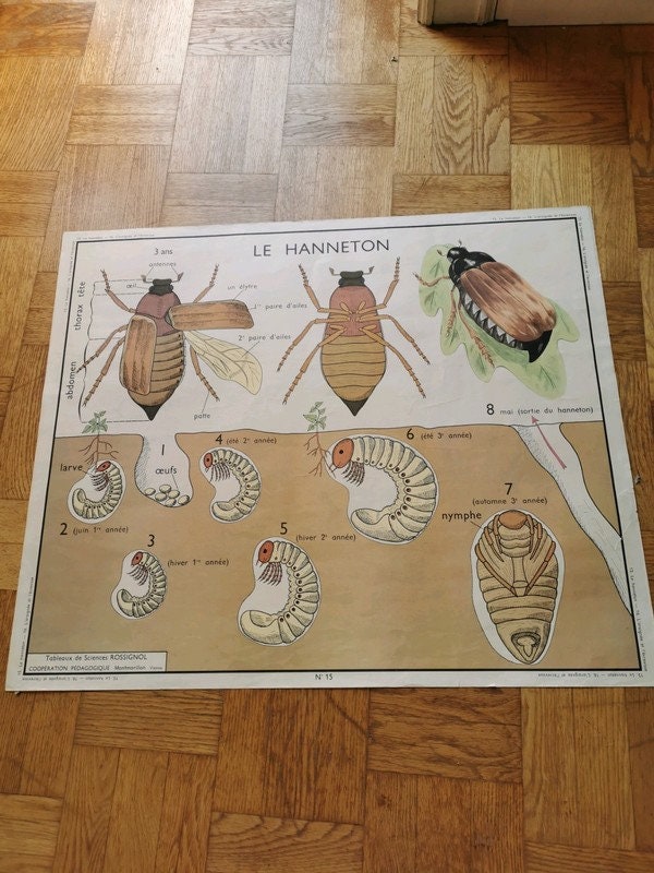 Affiche Scolaire Rossignol, Le Hanneton et L'araignée