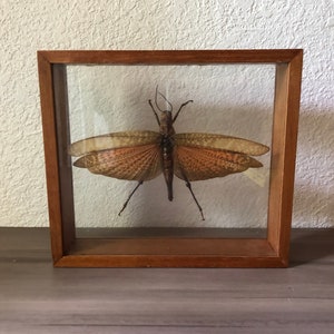 Vintage Specimen Display Curiosity Large Insect Gress Hopper, Vintage Entomology