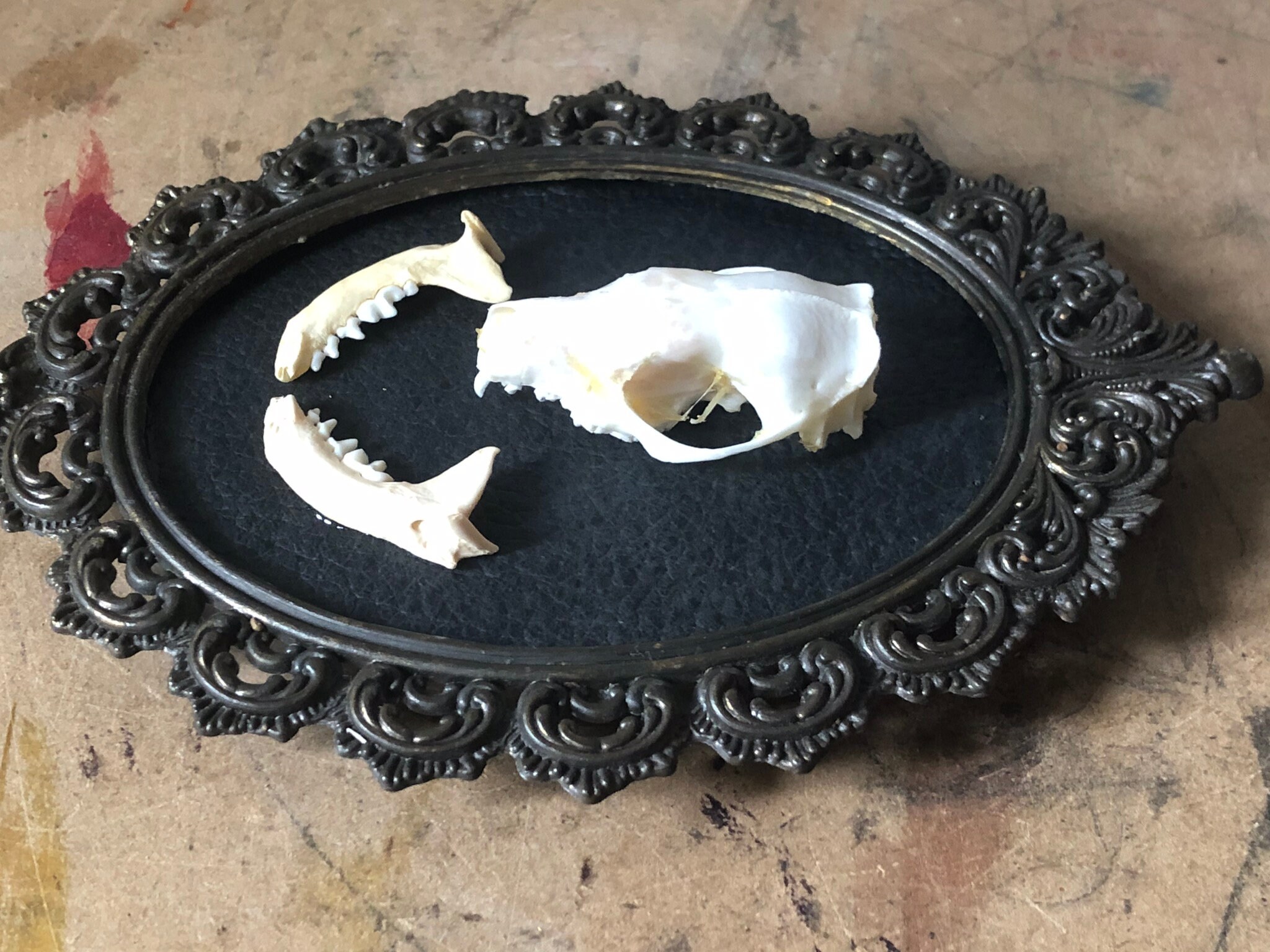 Vintage Framed real animal skull specimen ornate gold Etsy