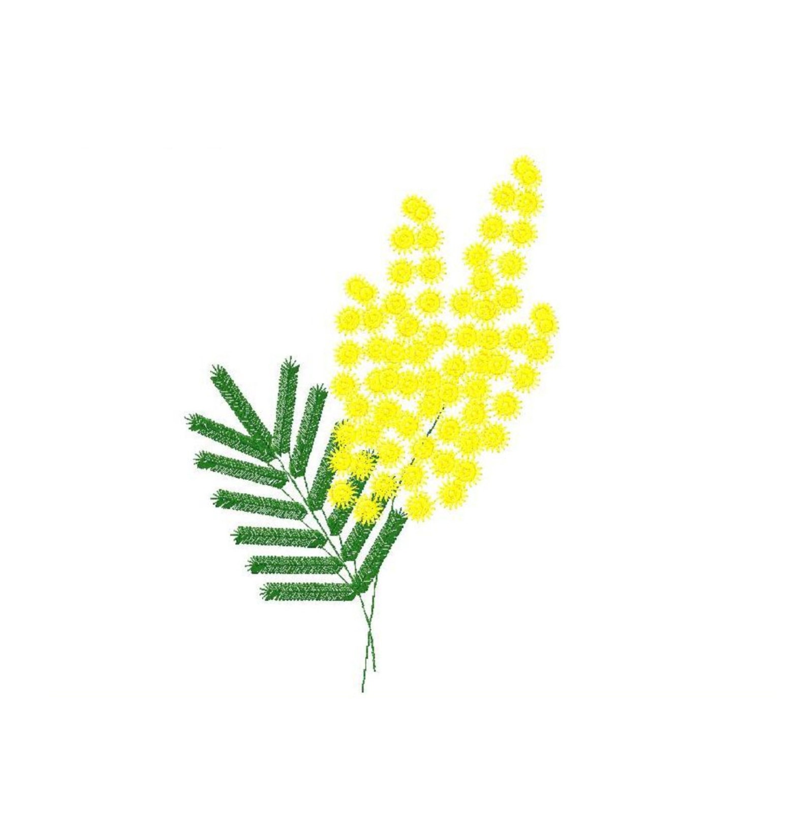 Картинка ветка мимозы