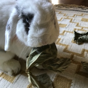 Kudzu "Chips" for Bunnies & Small Animals