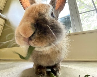 Willow Foliage for Bunnies! Foliage Only!