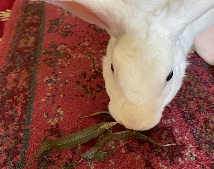 Fresh Dried Willow Wreath for Bunny Rabbits Etsy