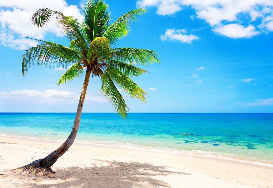 mural wallpaper canvas DIY ZZ0065 Coconut Tree Lonely on The image 0