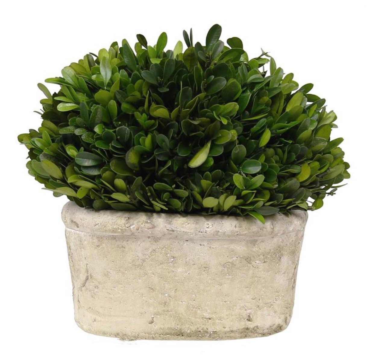 1. Petite Boxwood Beauty: Timeless Greenery For Any Decor