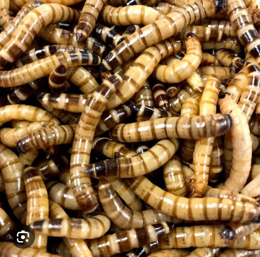 50 Count Live, Fully Gutloaded Superworms - Etsy