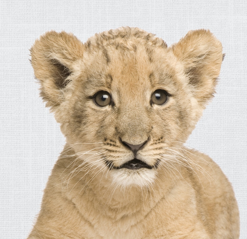 Lion Cub Printable Lion Wall Art Baby Lion Print Baby Etsy