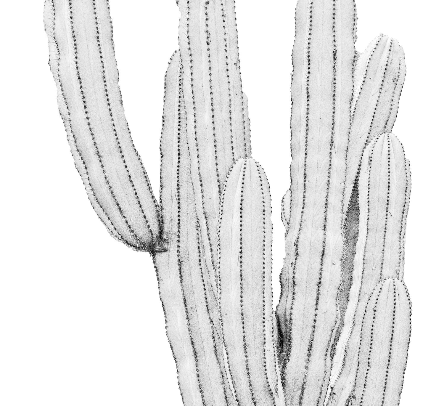 Cactus Wall Art, Modern Cactus Wall Art, Gray Cactus Decor, Black