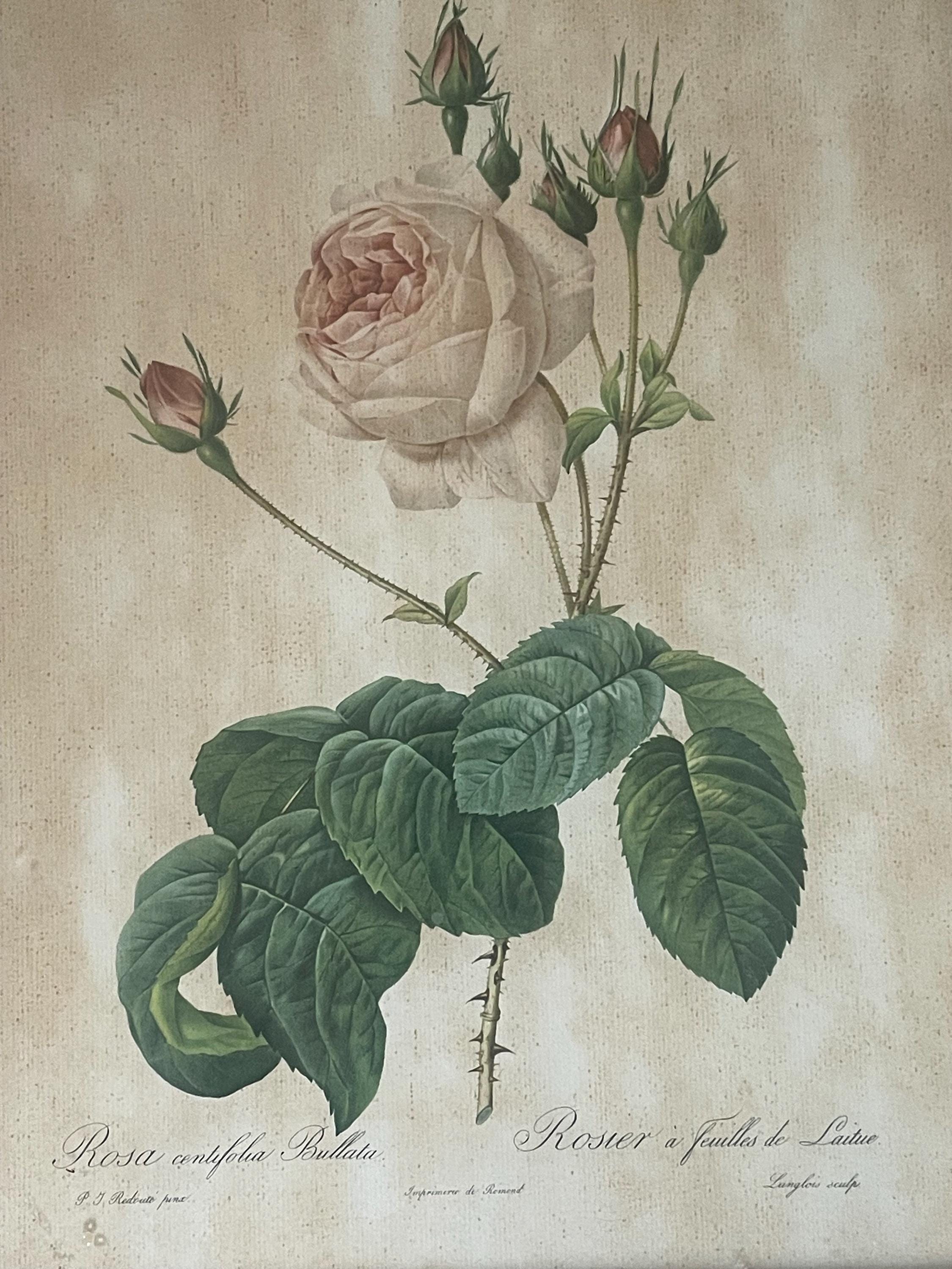 ヴィンテージ P.J. ルドゥーテのピンクの額入りプリント 2 枚