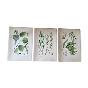 Old engravings of trees French botanical plates 1891