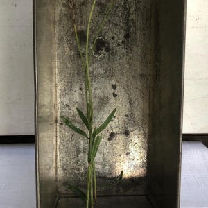 Könnte beinhalten: Eine rechteckige, gealterte Brotbackform aus Metall mit einem Lavendelzweig darin. Die Form hat ein abgenutztes, strukturiertes Aussehen. Der Lavendel hat grüne Blätter und getrocknete Blütenköpfe. Die Form steht auf einem weißen Tuch mit roten gestickten Initialen.