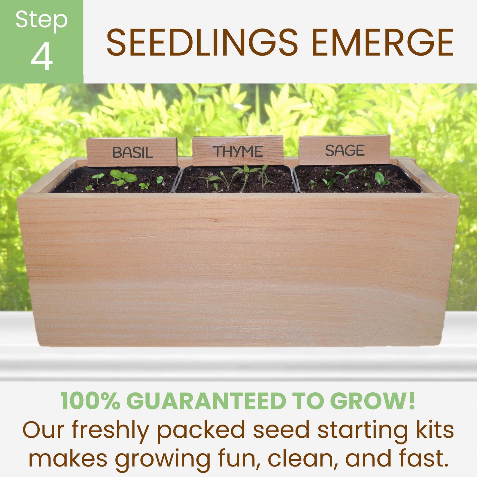 6 Herb Garden Seed Starter Kit Cedar Wood Indoor Outdoor Etsy