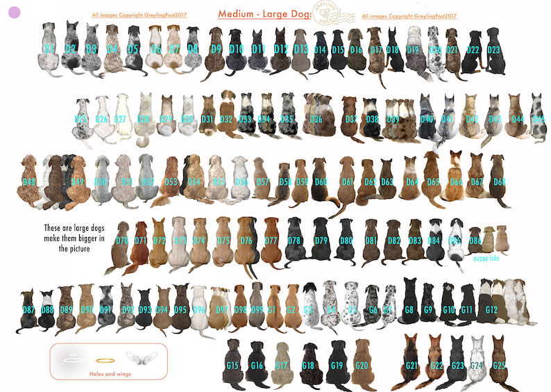 May include: A chart of 65 different dog breeds, all sitting in a row. The dogs are all facing the viewer and are in various colors and patterns. The chart is labeled "Medium - Large Dog" and includes the numbers 01 to 65.