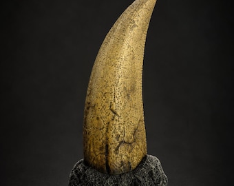 Tyrannosaurus Rex Tooth Replica