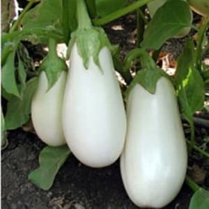 Seltene reinweisse Aubergine ""Aysberg"" 30+ frische bio Samen für 2026."