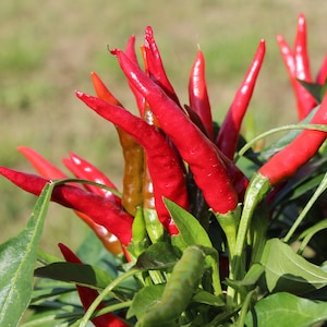 Chi Chien Chili Pepper 30+ fresh organic seeds for the 2024 season