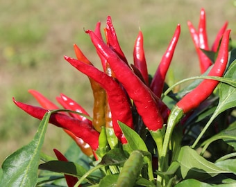Chi Chien Chili Pepper 30+ fresh organic seeds for the 2024 season